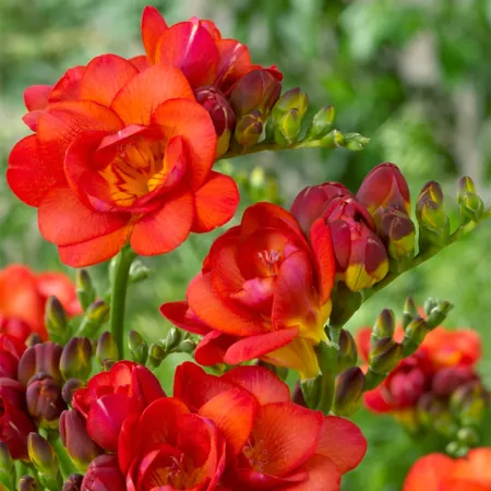 Van Zyverden Double Flowering Red Freesia Plant 25 Bulbs Perennials