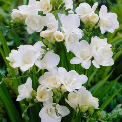 Van Zyverden White Double Blooming Freesia Plant, 25 Bulbs