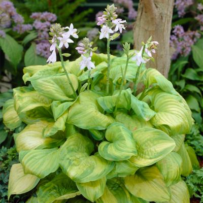 Van Zyverden Guacamole Hosta Plant, 3 Bulbs