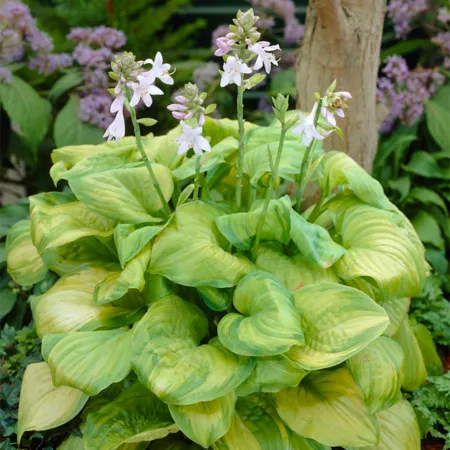 Van Zyverden Guacamole Hosta Plant 3 vials Perennials