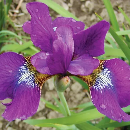 Van Zyverden Claret Cup Iris Siberica Plant 3 bulbs Perennials