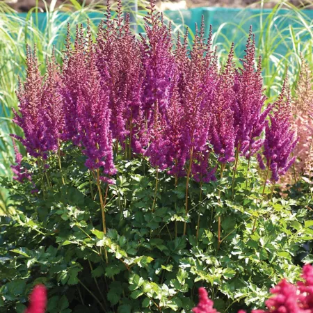 Van Zyverden Blackberry Cake Astilbe Plant 3 bulbs Perennials