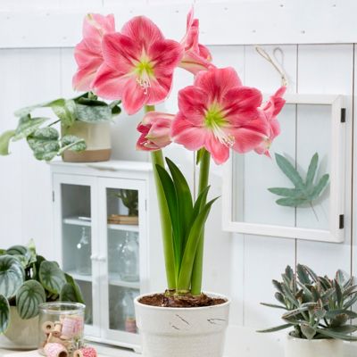 Van Zyverden African Candy Floss Amaryllis Plant