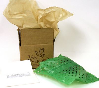 Image showing  African Candy Floss Amaryllis Plant