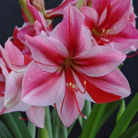 Amaryllis Plant Van Zyverden Gervase Perennials