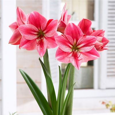 Image showing  Gervase Amaryllis Plant