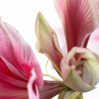 Image showing  Gervase Amaryllis Plant