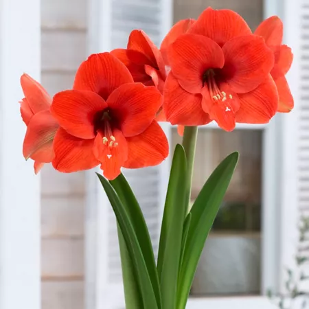 Amaryllis Van Zyverden Naranja Plant Perennials