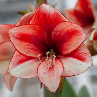 Van Zyverden Coral Beach Amaryllis Plant