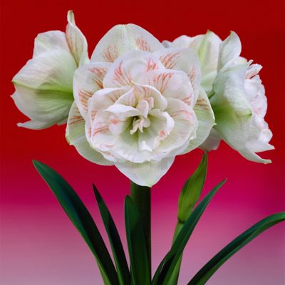 Van Zyverden Nymph Amaryllis Plant