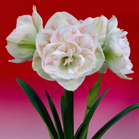 Van Zyverden Nymph Amaryllis Plant Perennials