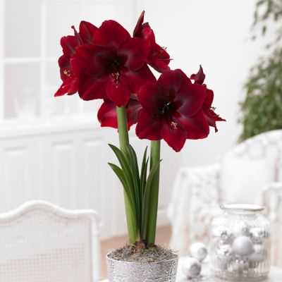 Van Zyverden Limited Availability Red Pearl Mega Amaryllis Plant, 1 Bulb