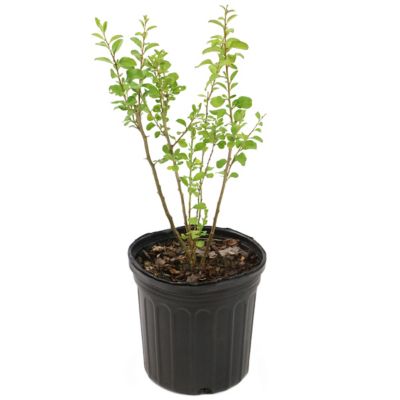Image showing  2.5 qt. Potted White Gogi Berry Plant