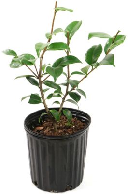 National Plant Network 2.5 qt.Blood of China Camellia Japonica Plant