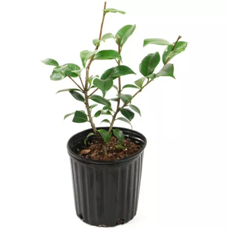 National network of plants 2.5 qt Potted Blood of Camellia Japonica Plant from China Perennials