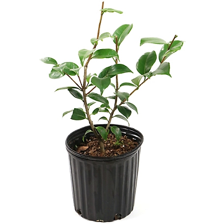 National Plant Network 2.5 qt.Blood of China Camellia Japonica Plant