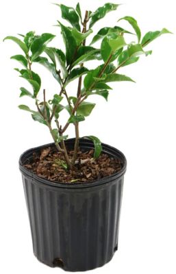 National Plant Network 2.5 qt.Black Magic Camellia Japonica Plant