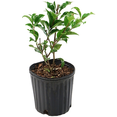 National Plant Network 2.5 qt. Black Magic Camellia Japonica Plant