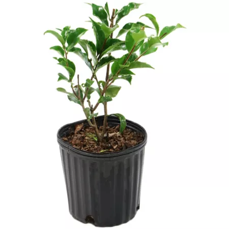 National network of plants 2.5 qt Black Magic Camellia Japonica Plant in Pot Perennials