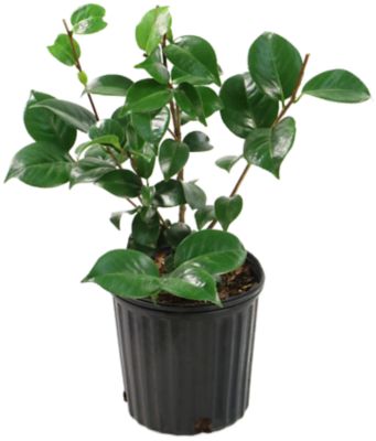 National Plant Network 2.5 qt. Red Professor Sargent Camellia Japonica Plant