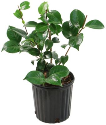 National Plant Network 2.5 qt. Potted Camellia Japonica Plant