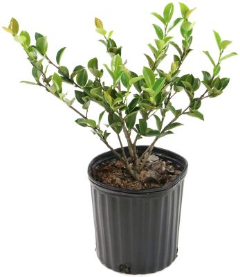National Plant Network 2.5 qt. Potted White Mine No Yuki Camellia Sasanqua Plant