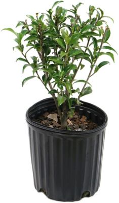 Image showing  2.5 qt. Potted Pink Bloom Autumn Sentinel Camellia Sasanqua Plant