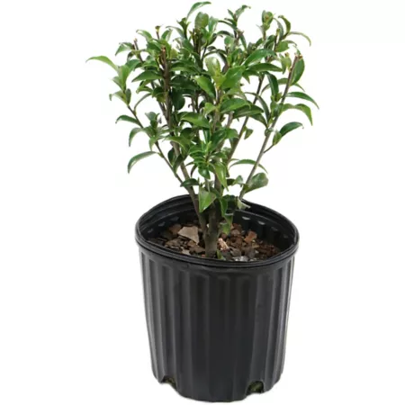 National network of plants 2.5 qt Potted Plant Pink Bloom Fall Sentinel Camellia Sasanqua Perennials