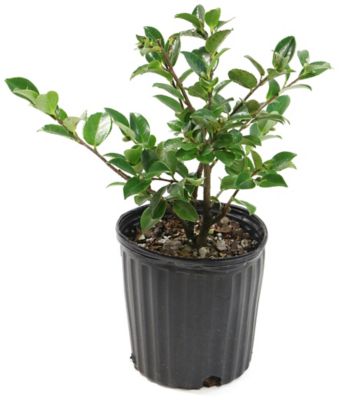 National Plant Network 2.5 qt. Potted White Bloom Camellia Sasanqua Plant