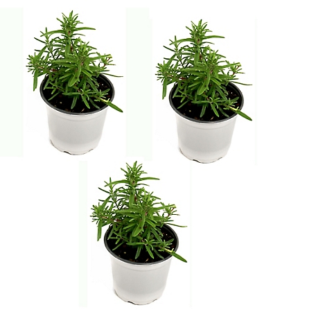 National Plant Network 4 in. Rosemary Herb Plant with Lavender Blooms