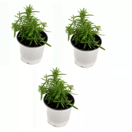 National Plant Network 4" Rosemary Herb Plant with Lavender Flowers Herb Plants