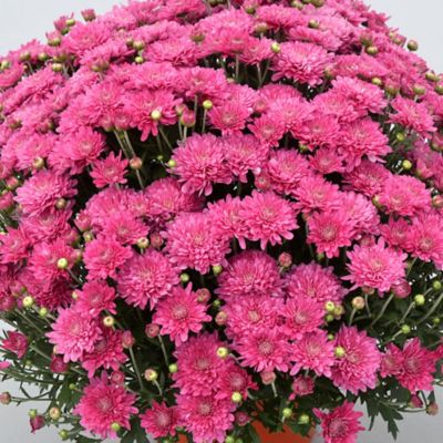 National Plant Network 8 in. Pink Chrysanthemum Plant