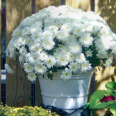 National Plant Network 8 in. White Chrysanthemum Plant