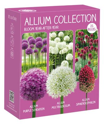 National Plant Network Multicolor Color Collection Allium Mix