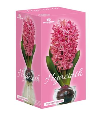 National Plant Network Pink Fragrant Hyacinth Plant with Forcing Vase