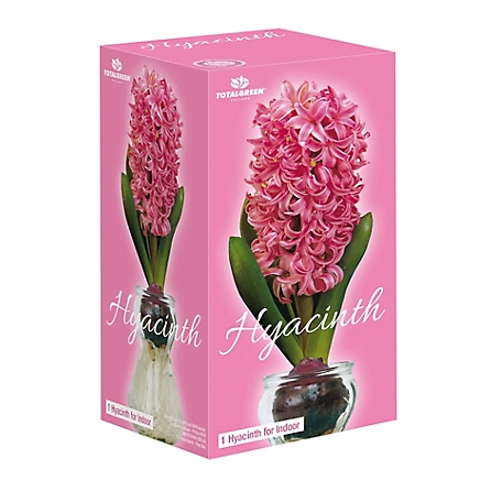 National Plant Network Pink Fragrant Hyacinth Plant with Forcing Vase