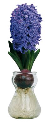 National Plant Network Fragrant Blue Hyacinth Bulb with Forcing Vase