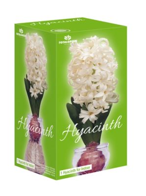 National Plant Network Fragrant White Hyacinth Bulb with Forcing Vase