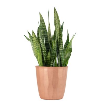 Image showing  2 gal. Snake Plant 'Black Coral' Sansaveria Plant in 10 in. Grower's Pot