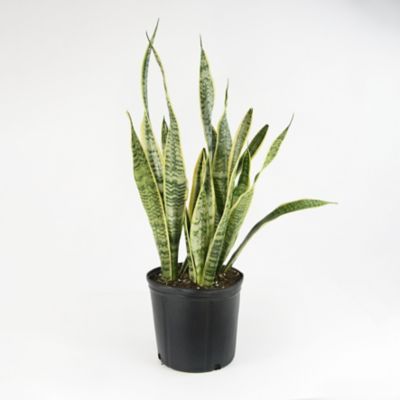 National Plant Network 2 gal. Snake Plant 'Laurentii' Sansaveria Plant in 10 in. Grower's Pot Nice plant but rough ship