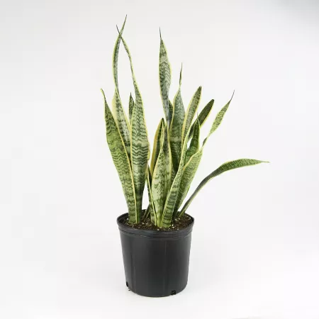 National Plant Network 2 gal Snake Plant 'Laurentii' Sansaveria Plant in 10" Grower Pot Succulents & House Plants