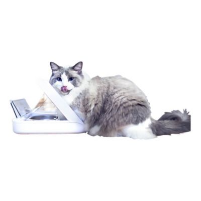 Image showing  Pet Feeder Connect