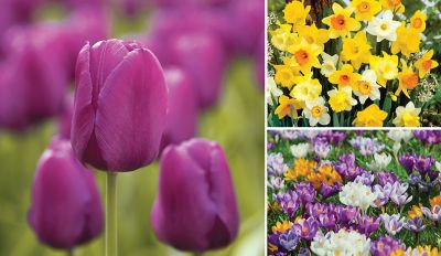 DeGroot Spring Landscape Bulb Trio, 50 count