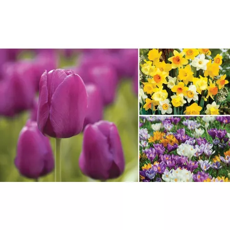 DeGroot Spring Landscape Bulb Trio 50 Pieces Perennials