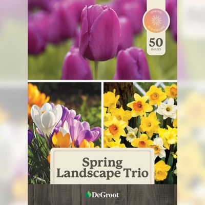 Image showing  Spring Landscape Bulb Trio, 50 count