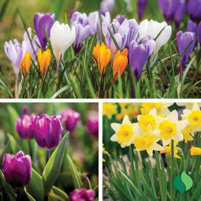 Image showing  Spring Landscape Bulb Trio, 50 count