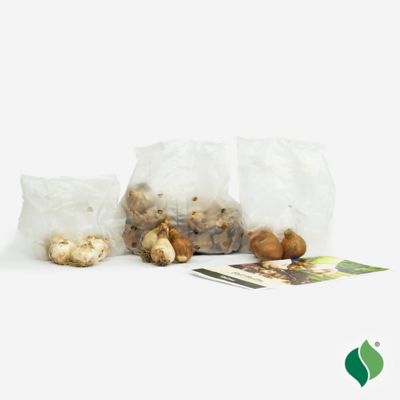 Image showing  Spring Landscape Bulb Trio, 50 count