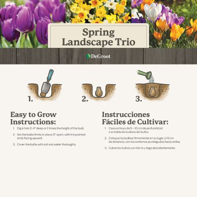 Image showing  Spring Landscape Bulb Trio, 50 count