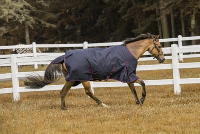 Image showing  Comfy Winter 200g/600D Polyester Horse Blanket