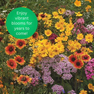 Image showing 6 th Earth Science Perennial All-in-One Wildflower Mix with Seed, Plant Food, Soil Conditioners and Water Right Crystals